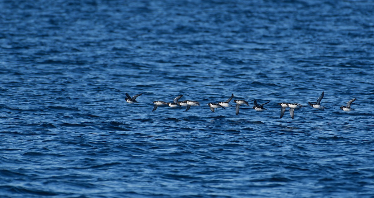 Ancient Murrelet - ML647513249
