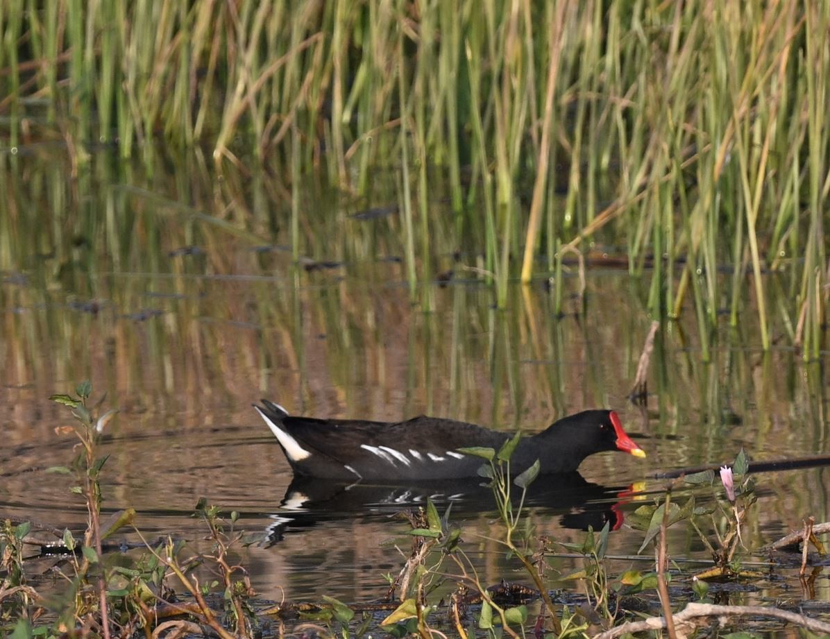 Eurasian Moorhen - ML647513250