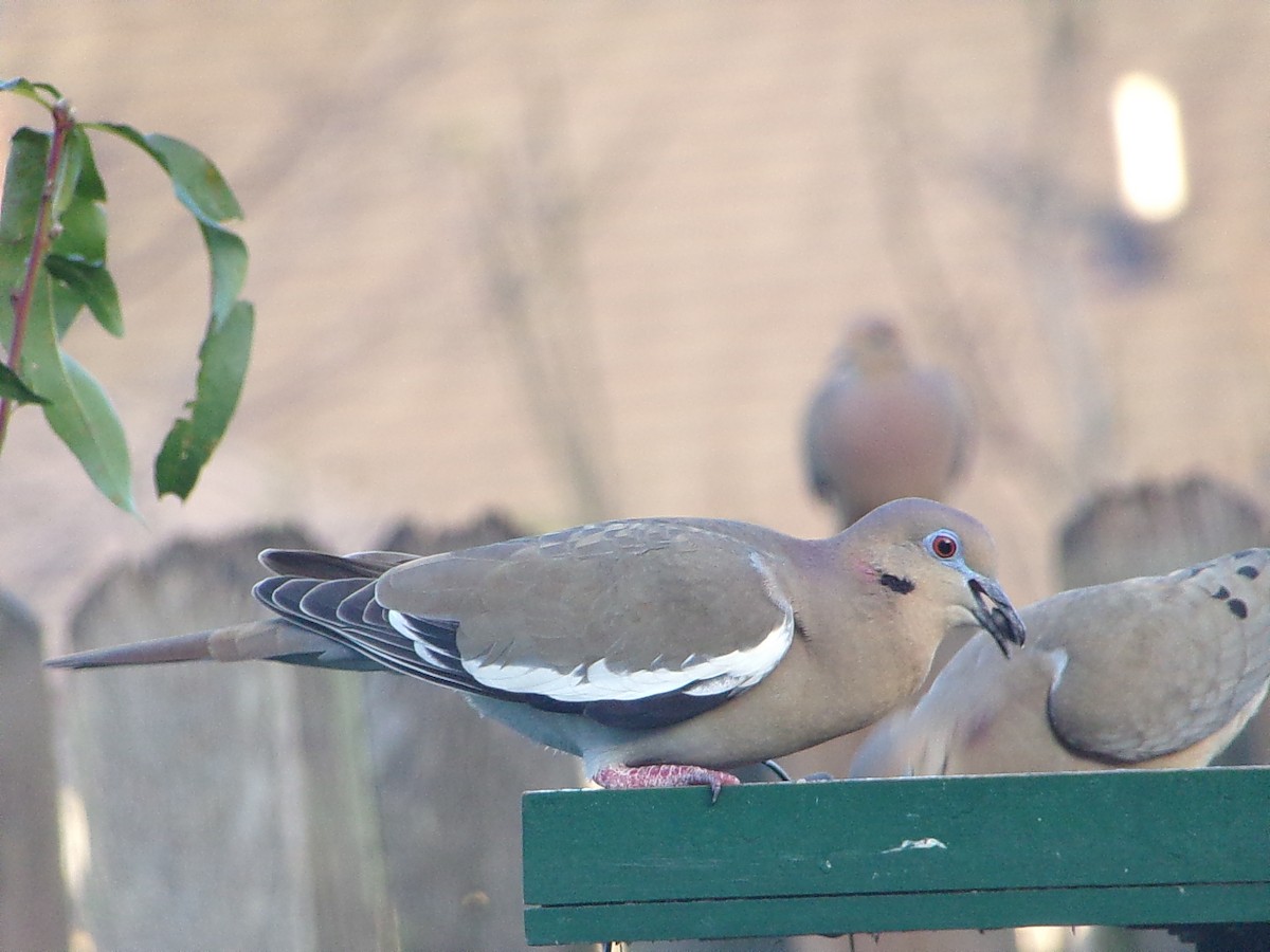 White-winged Dove - ML647513251