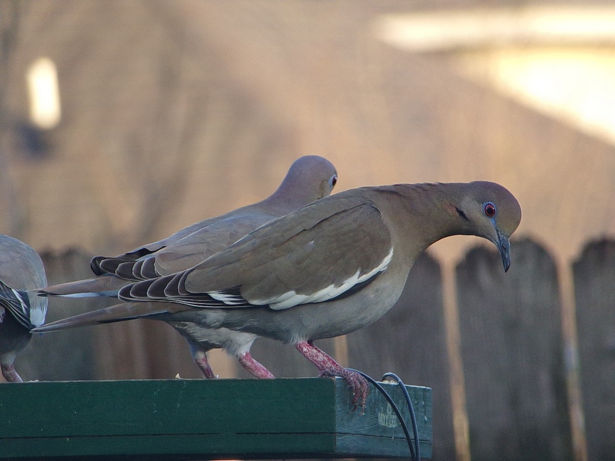 White-winged Dove - ML647513252