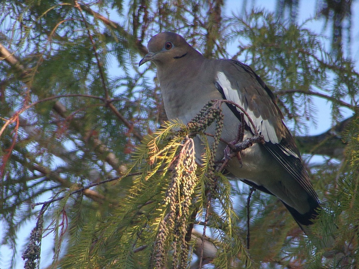 White-winged Dove - ML647513253
