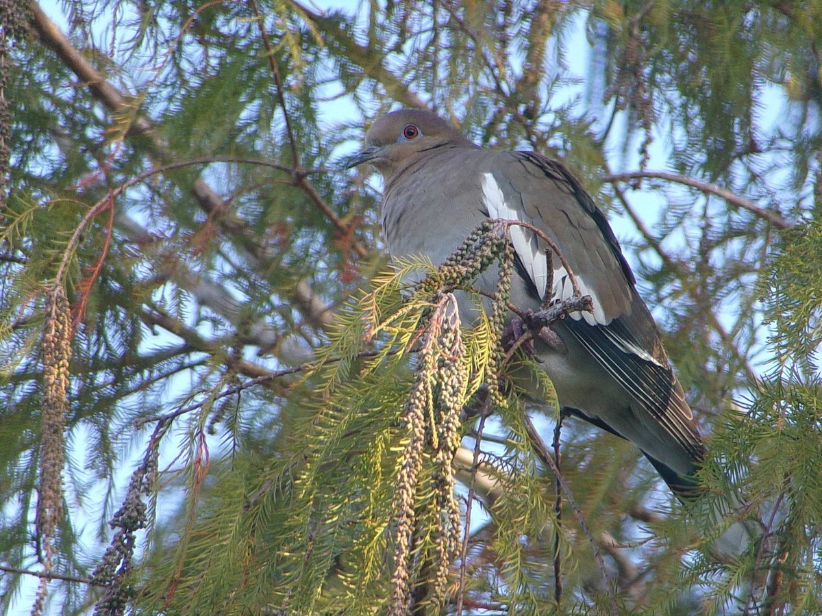 White-winged Dove - ML647513254