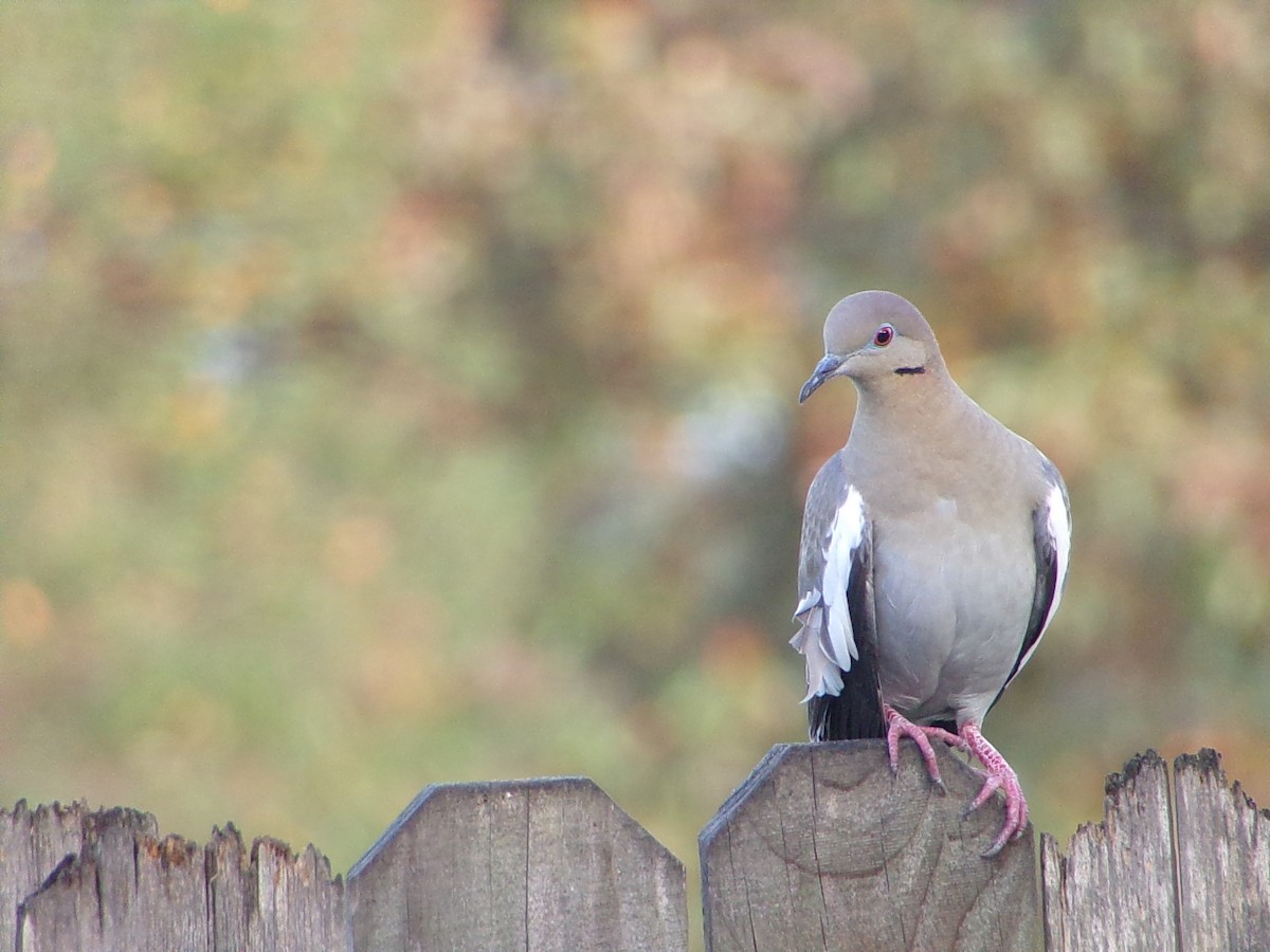 White-winged Dove - ML647513255