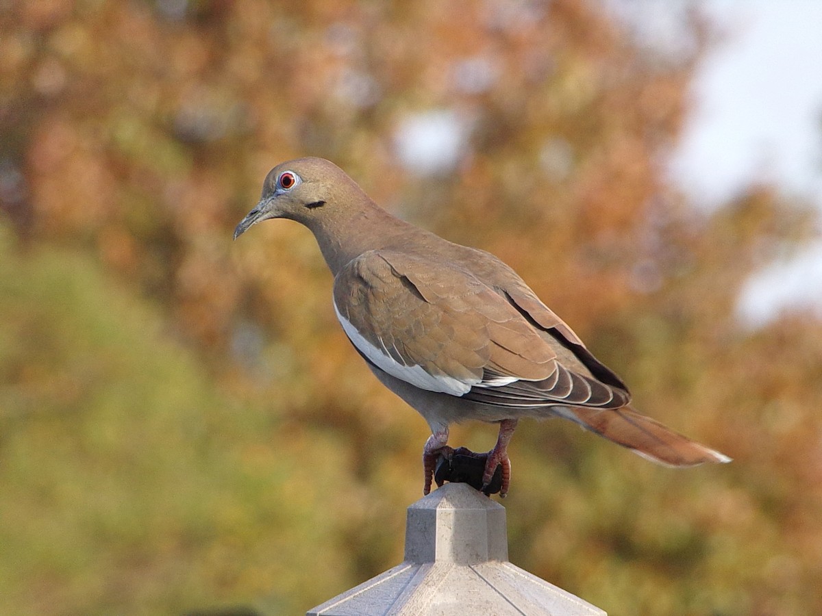 White-winged Dove - ML647513256