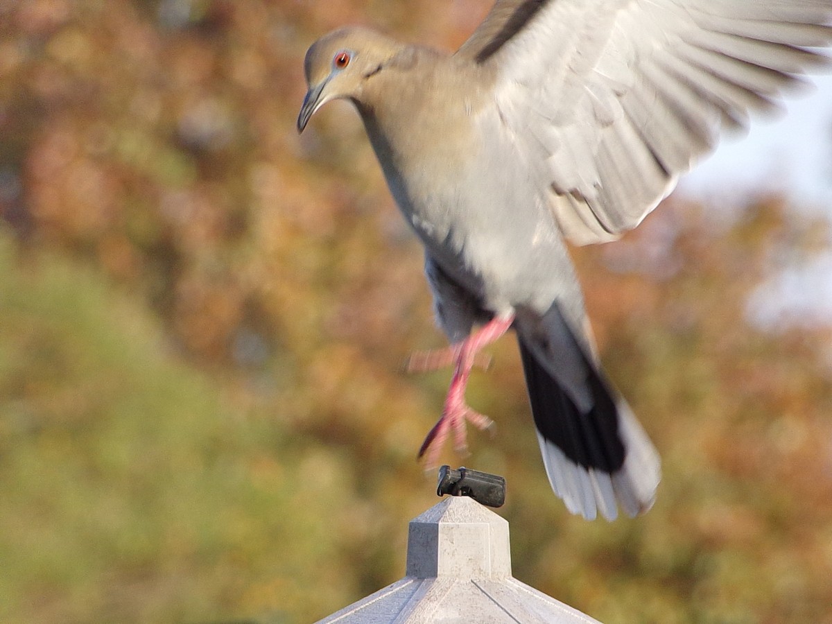 White-winged Dove - ML647513257