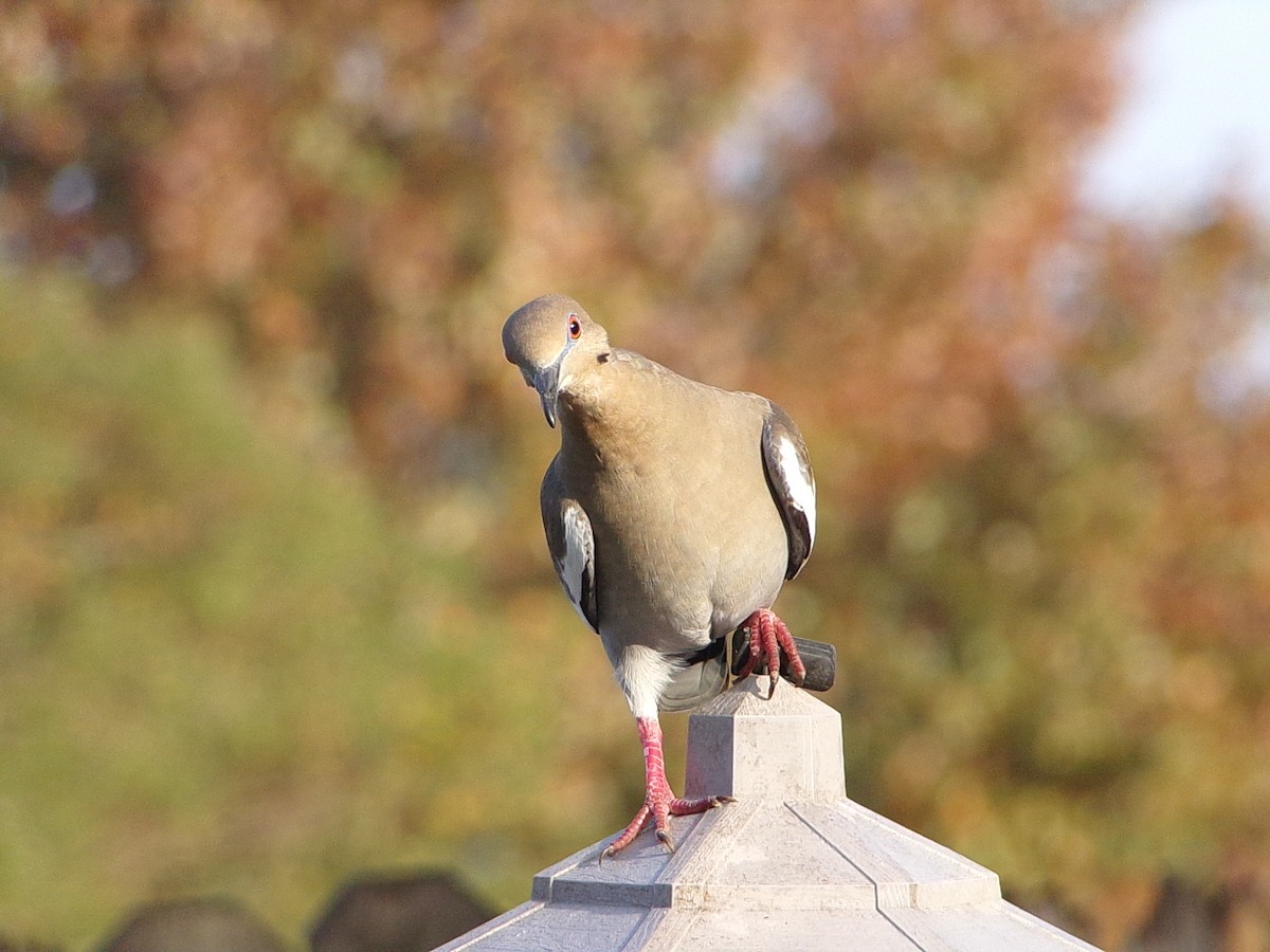 White-winged Dove - ML647513258