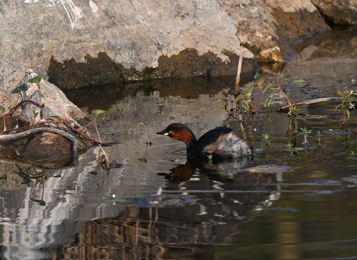 Little Grebe - ML647513261