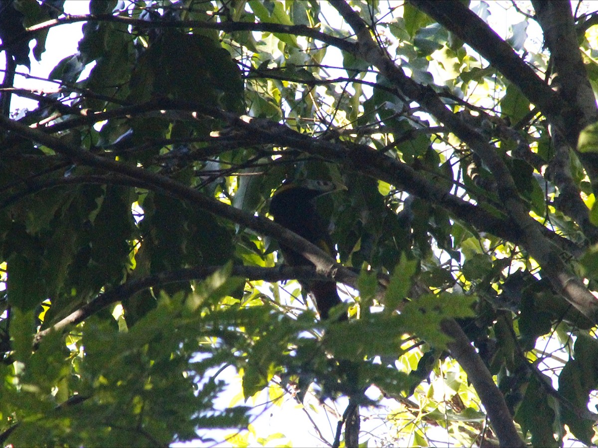 Spot-billed Toucanet - ML647513262