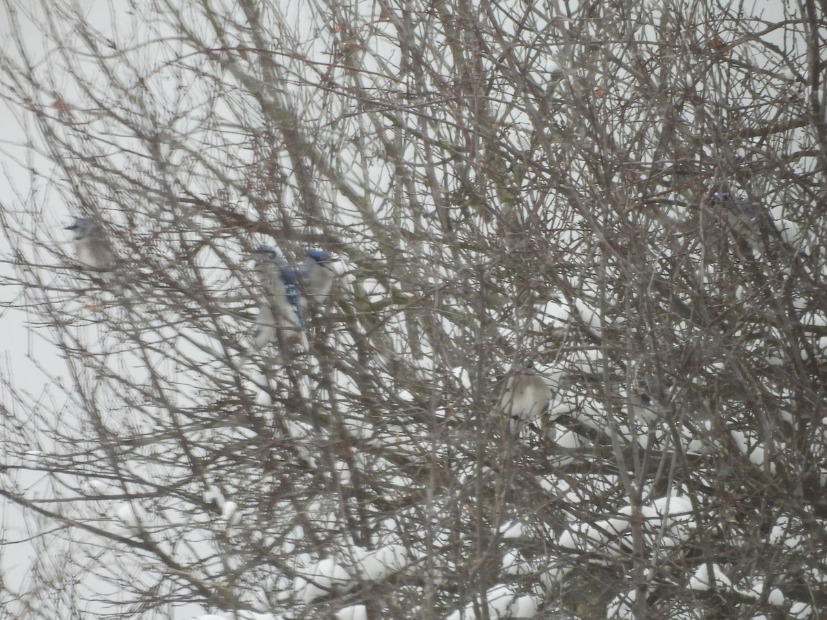 Blue Jay - ML647513264