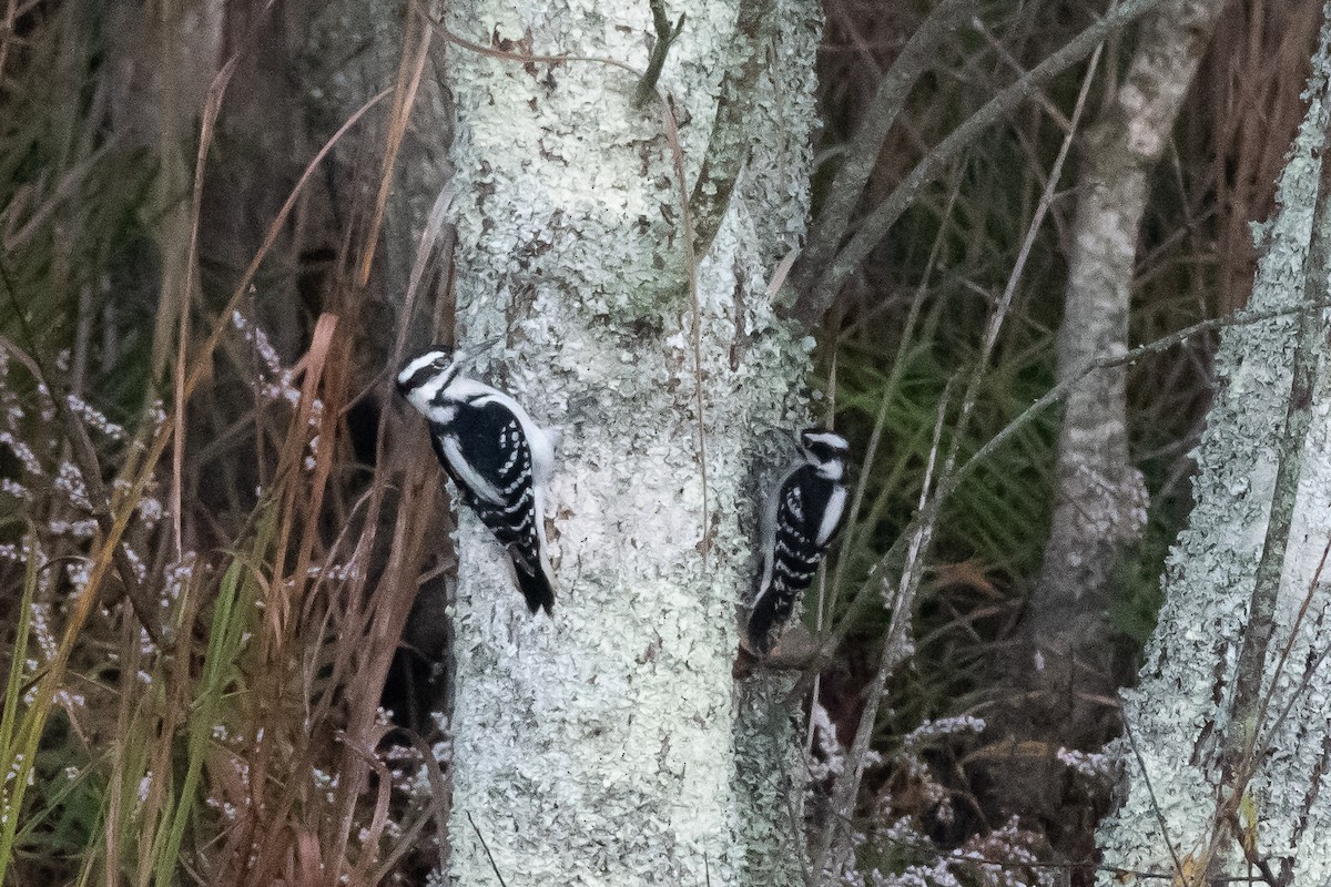 Hairy Woodpecker - ML647513266