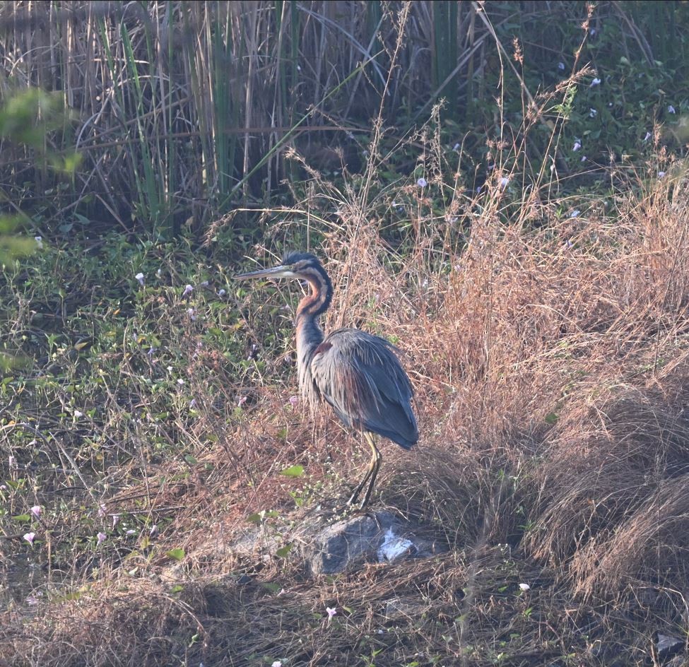 Purple Heron - ML647513267