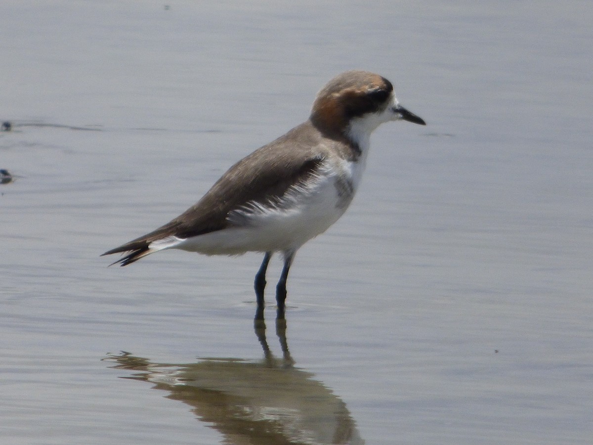 Puna Plover - ML647513268