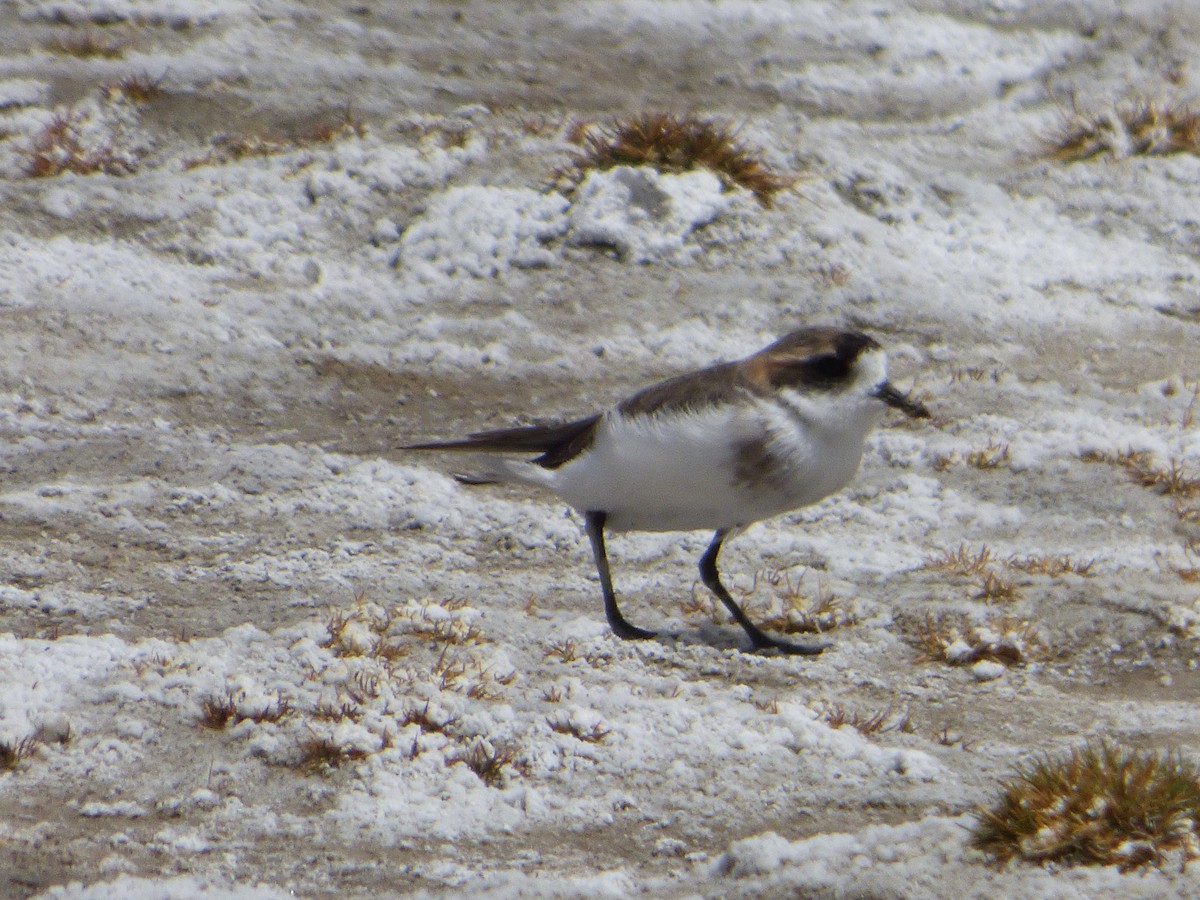 Puna Plover - ML647513269