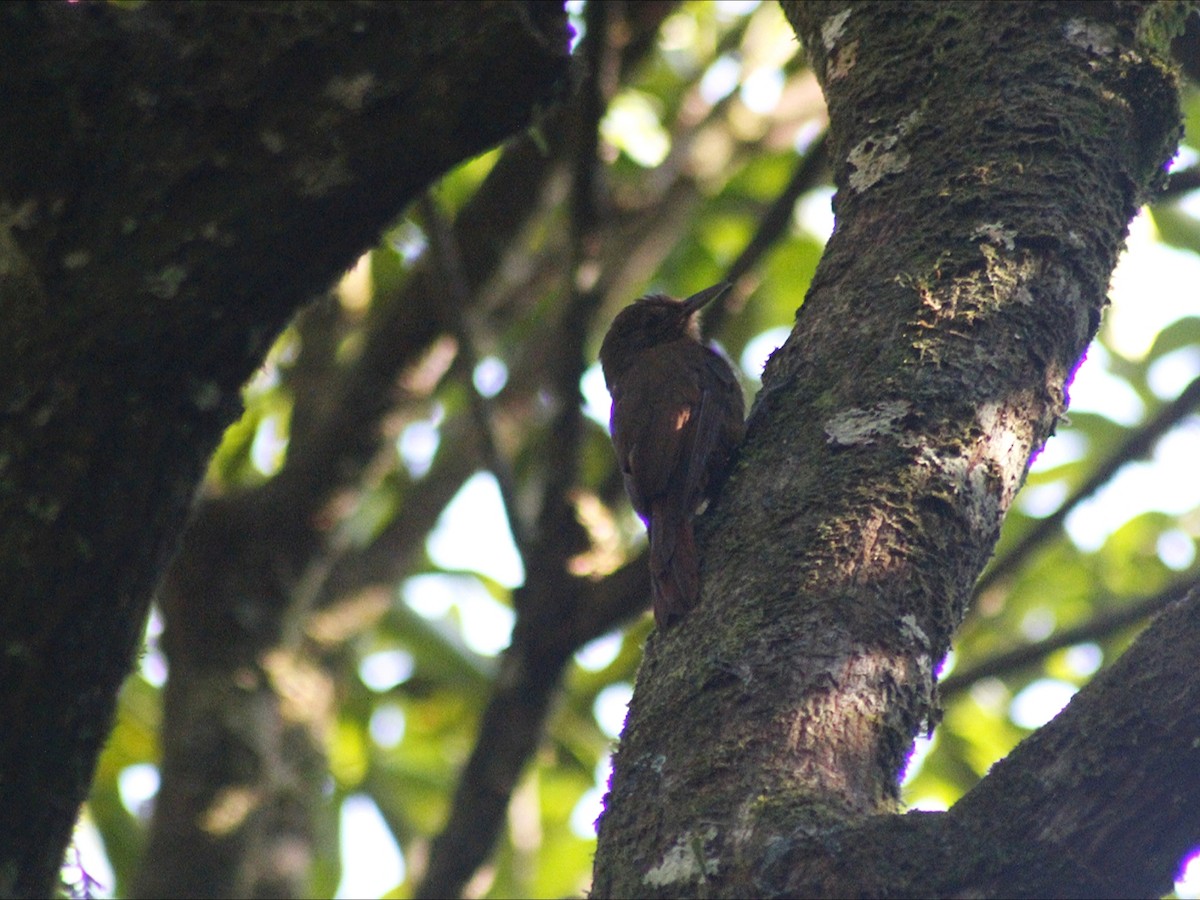 Грімпар бурий - ML647513301