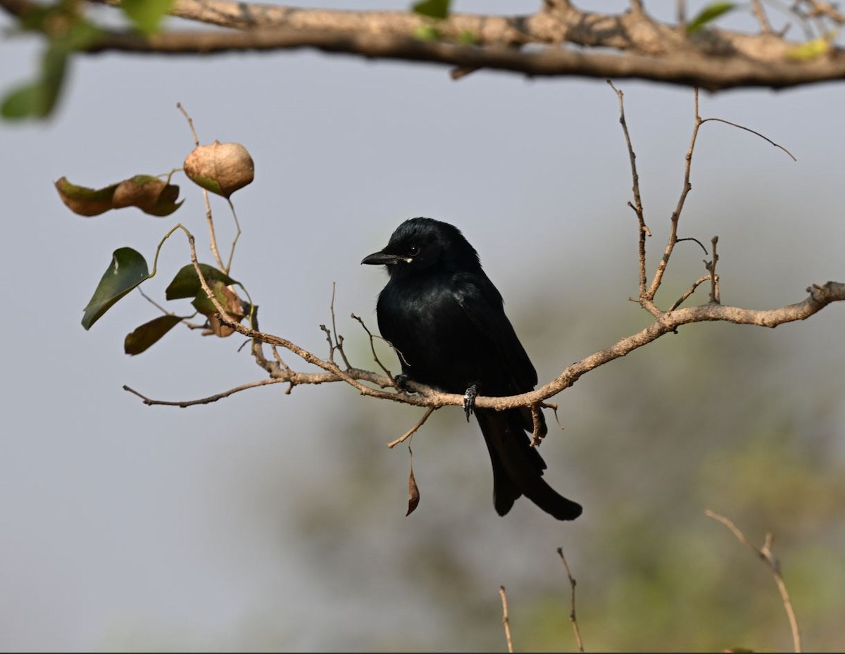 drongo černý - ML647513316