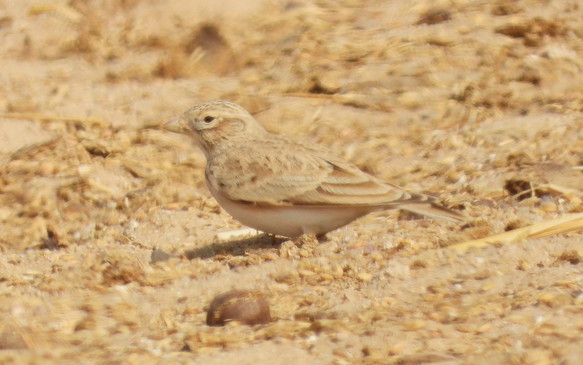 Turkestan Short-toed Lark - ML647513341