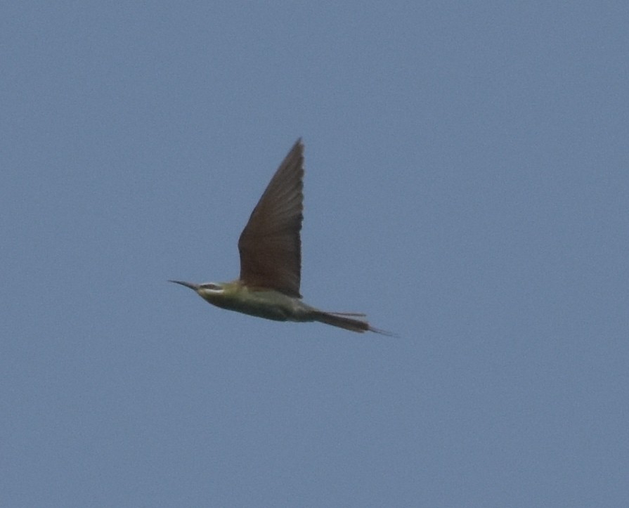 Blue-cheeked Bee-eater - ML647513352