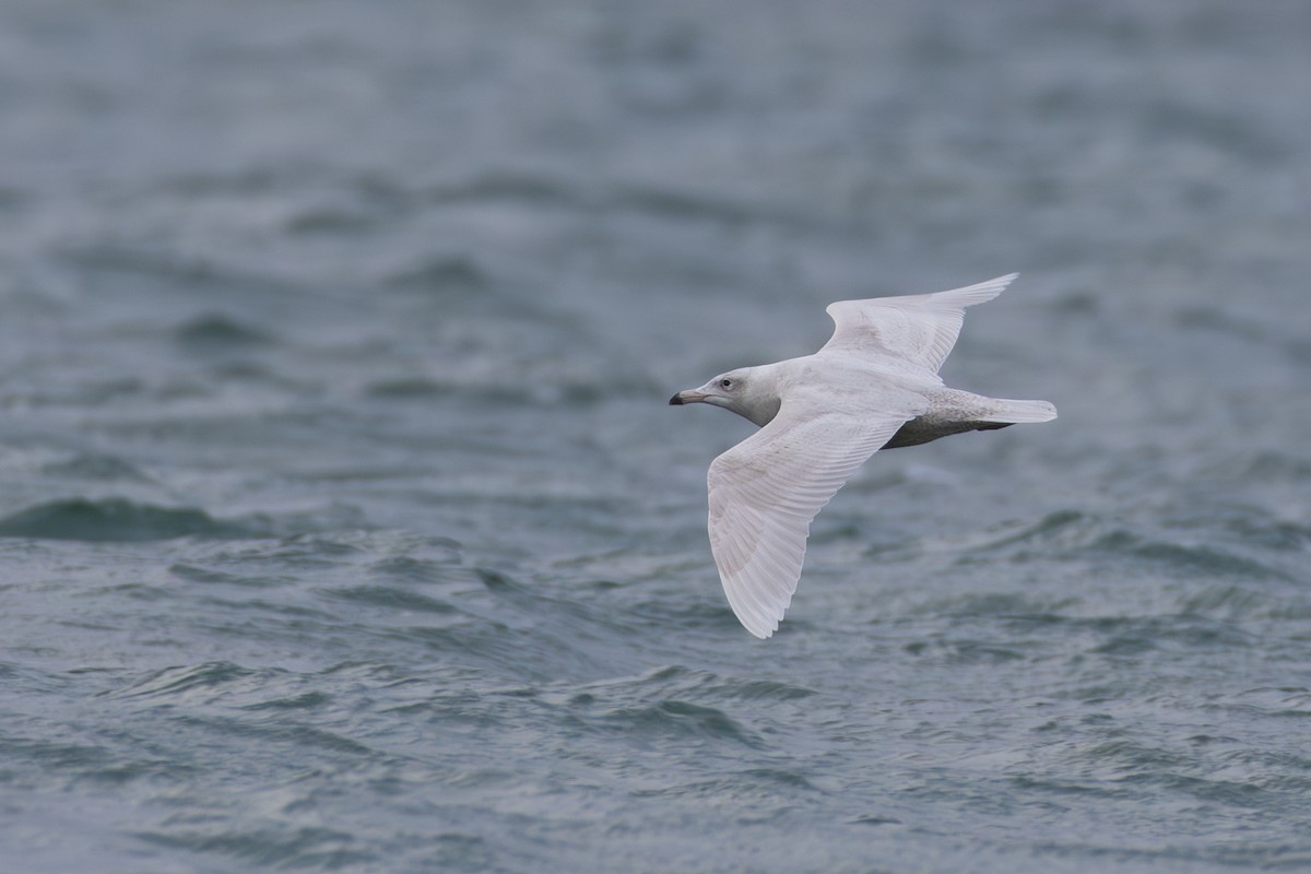 Gavión Hiperbóreo - ML647513360