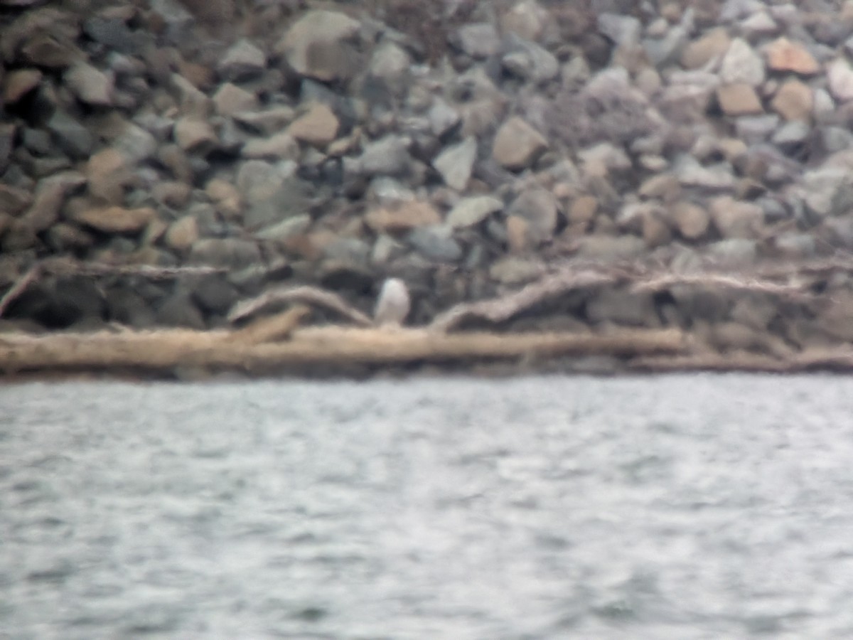 Snowy Owl - ML647513369