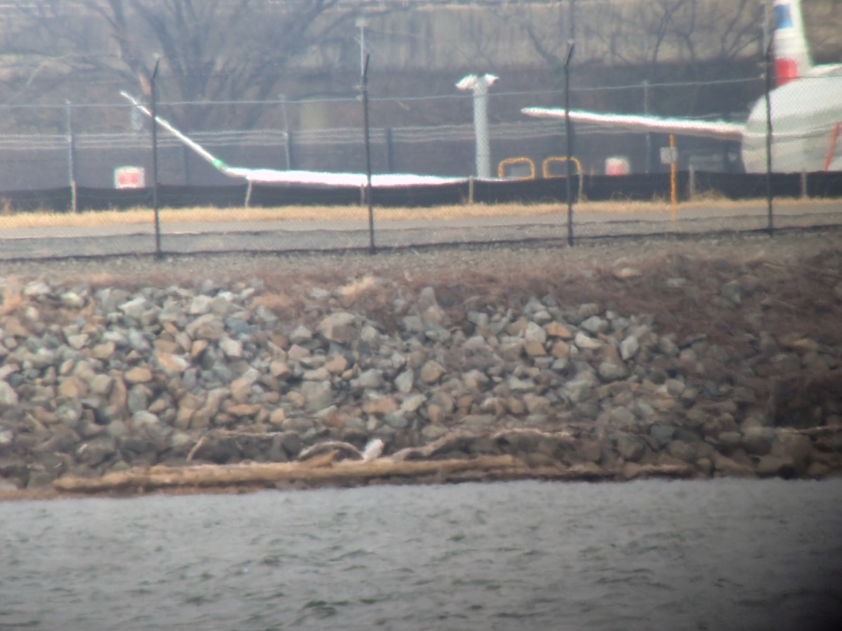 Snowy Owl - ML647513370