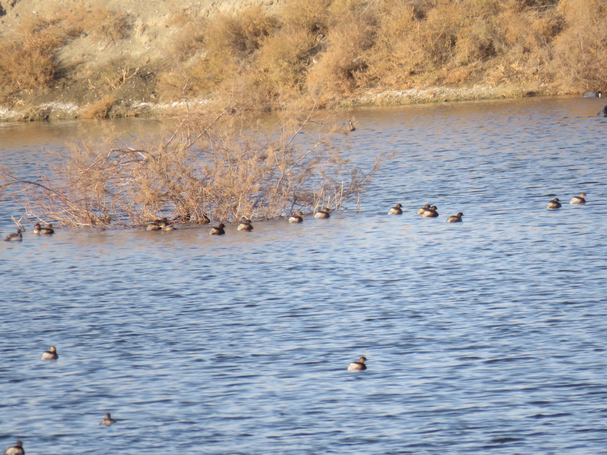 dvergdykker - ML647513378