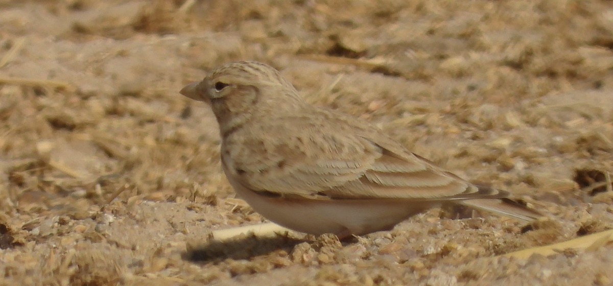 Turkestan Short-toed Lark - ML647513379