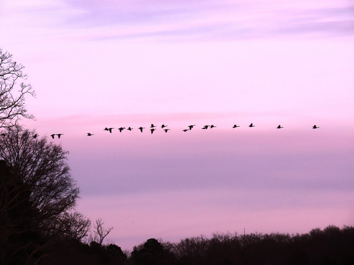 Канадская казарка - ML647513388