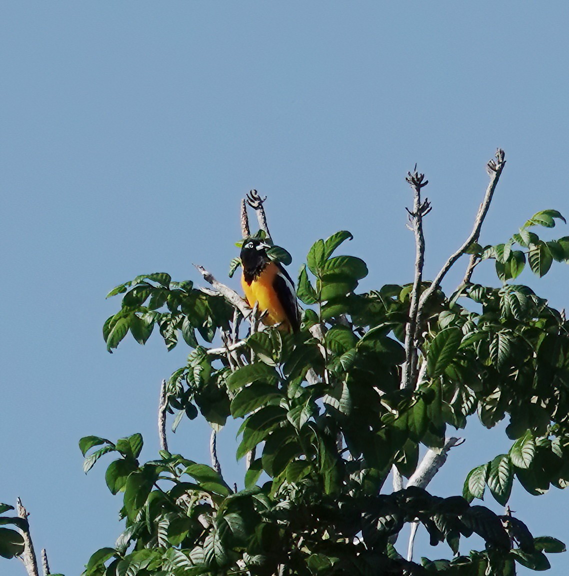 Venezuelan Troupial - ML647513391