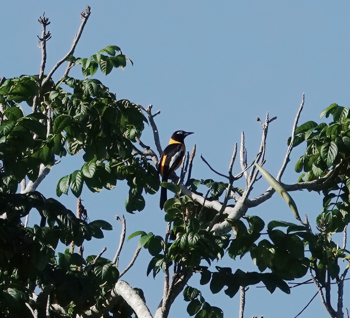 Venezuelan Troupial - ML647513392