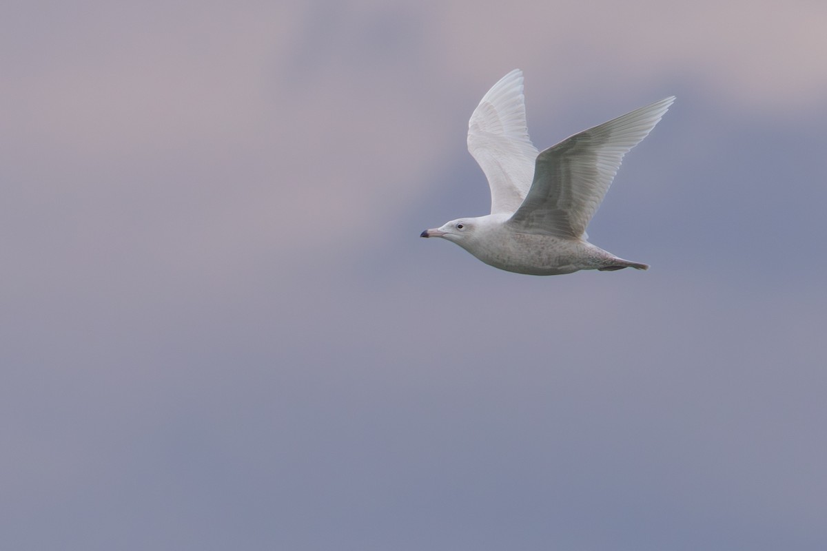 Gavión Hiperbóreo - ML647513394