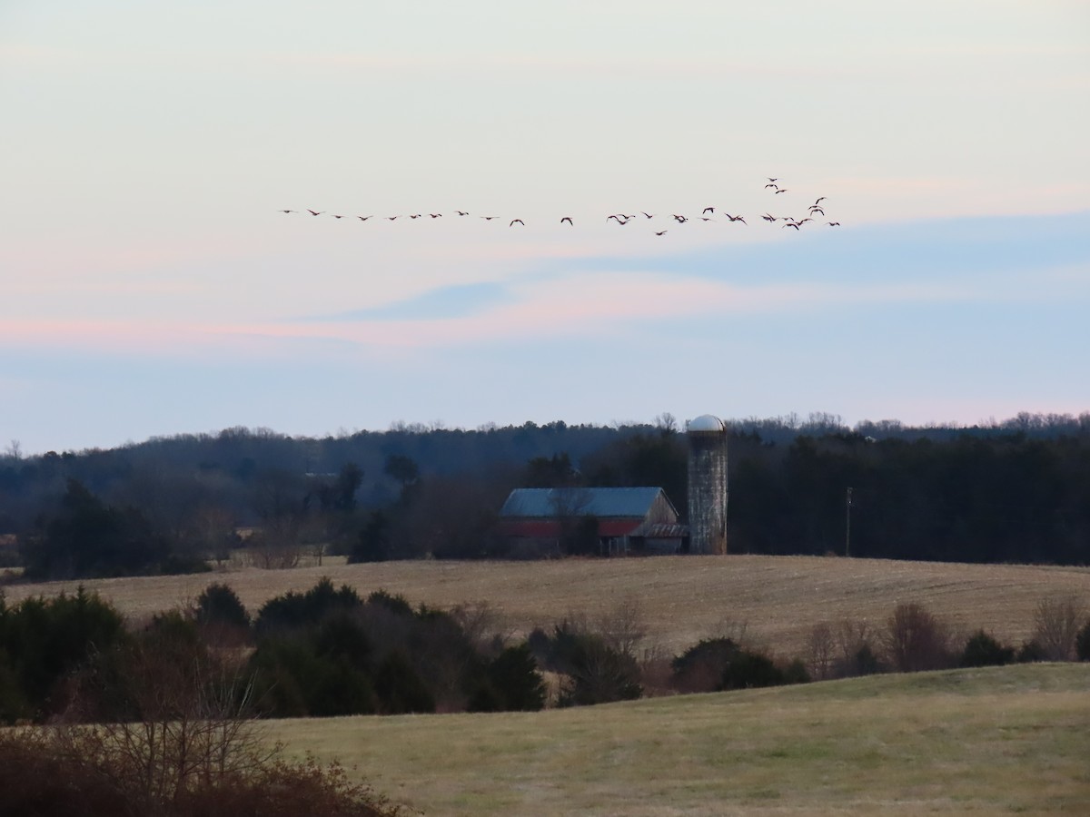 Канадская казарка - ML647513400