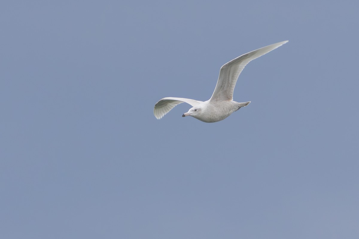 Gavión Hiperbóreo - ML647513403