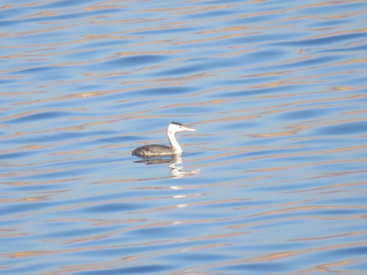 toppdykker - ML647513408