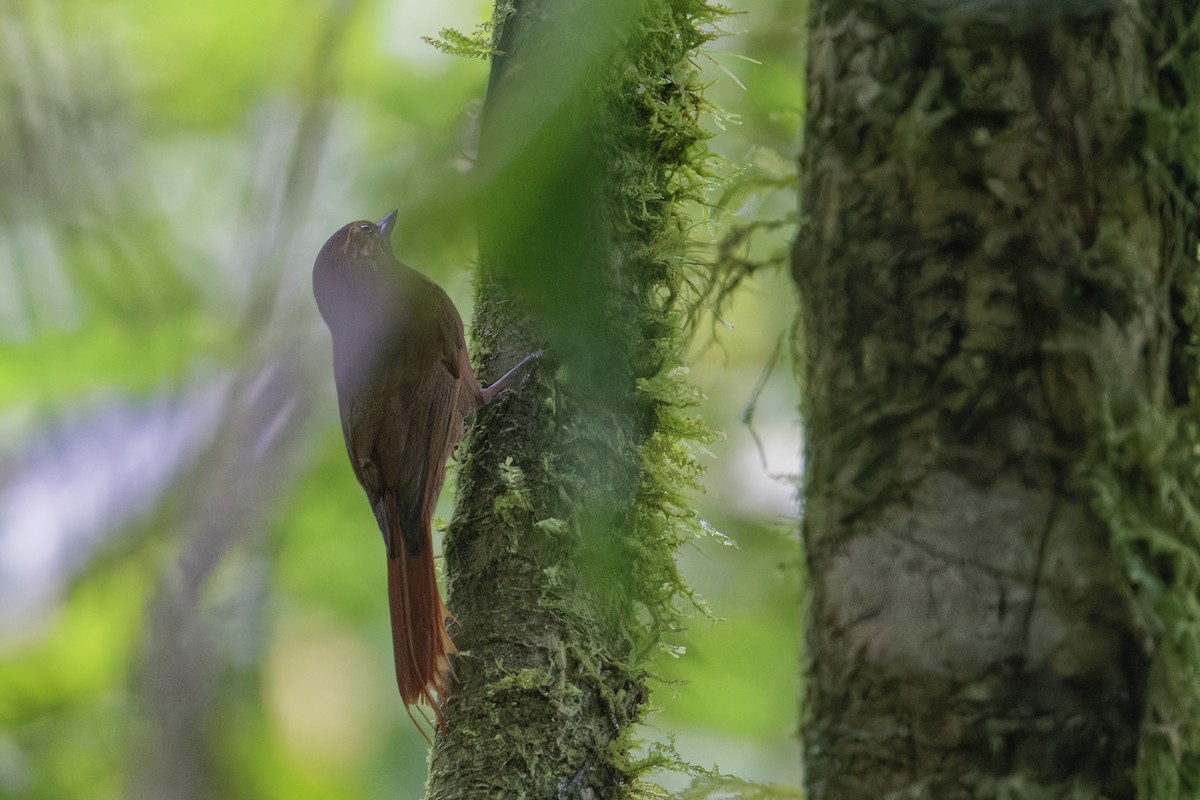Wedge-billed Woodcreeper - ML647513409