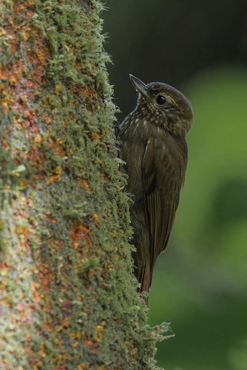 Wedge-billed Woodcreeper - ML647513410