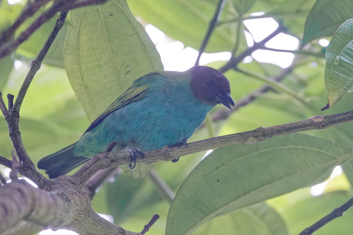Bay-headed Tanager - ML647513426