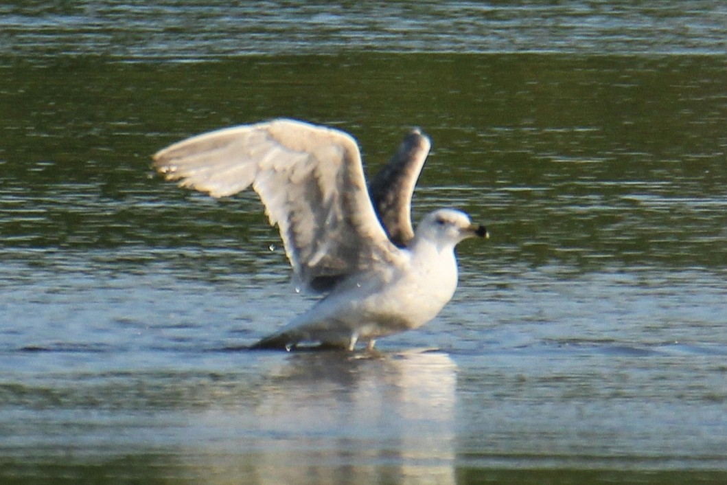 svartbak - ML647513428