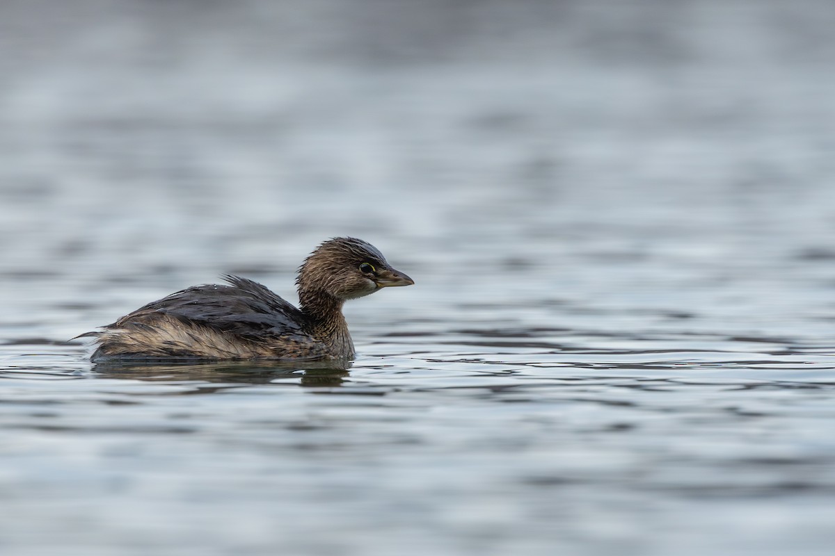 ringnebbdykker - ML647513436