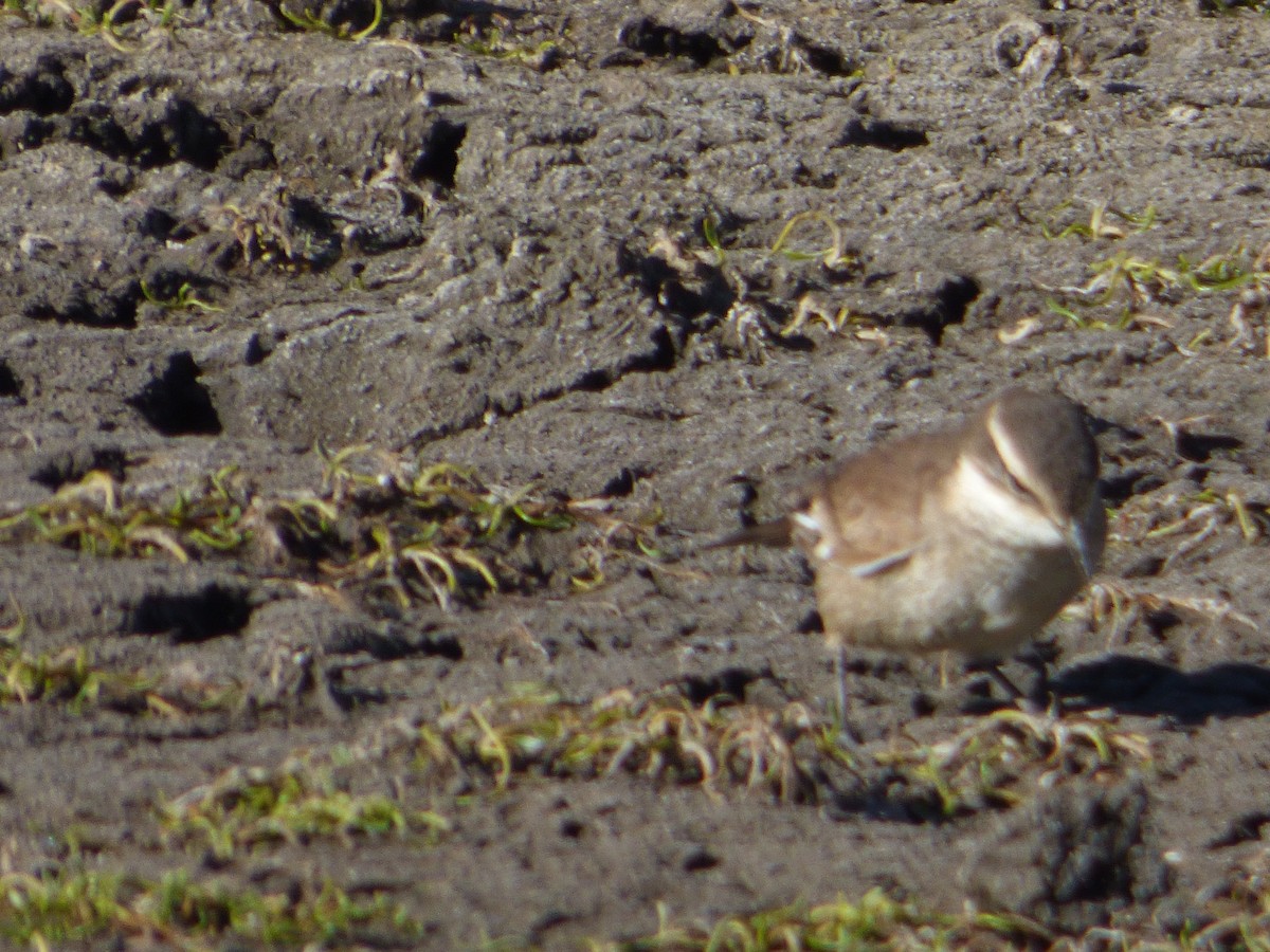 lysbukbergkall - ML647513438