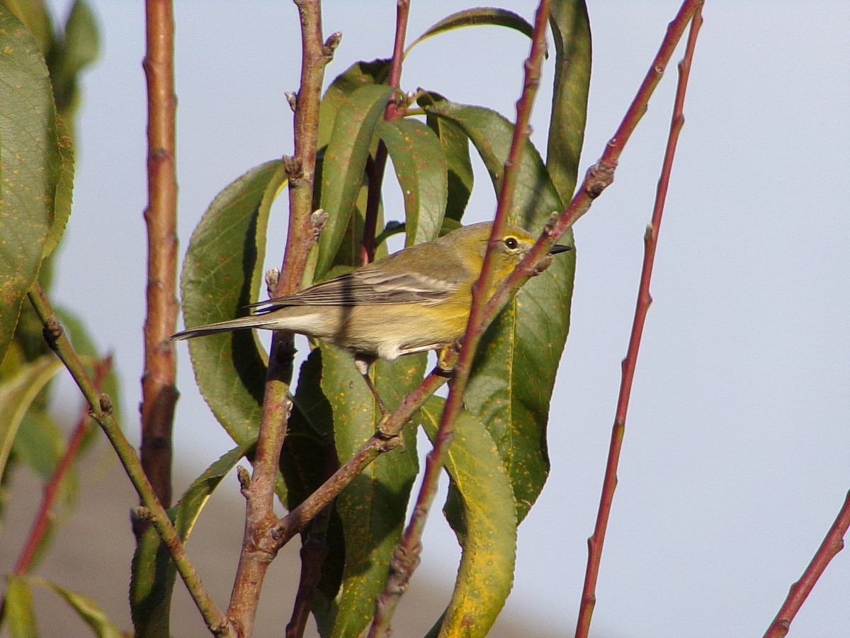 furuparula - ML647513439