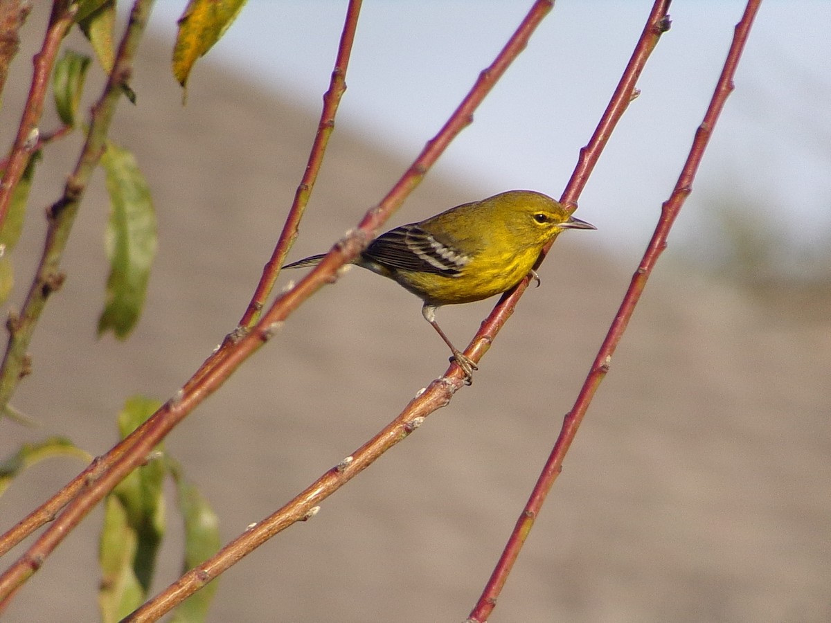 furuparula - ML647513442