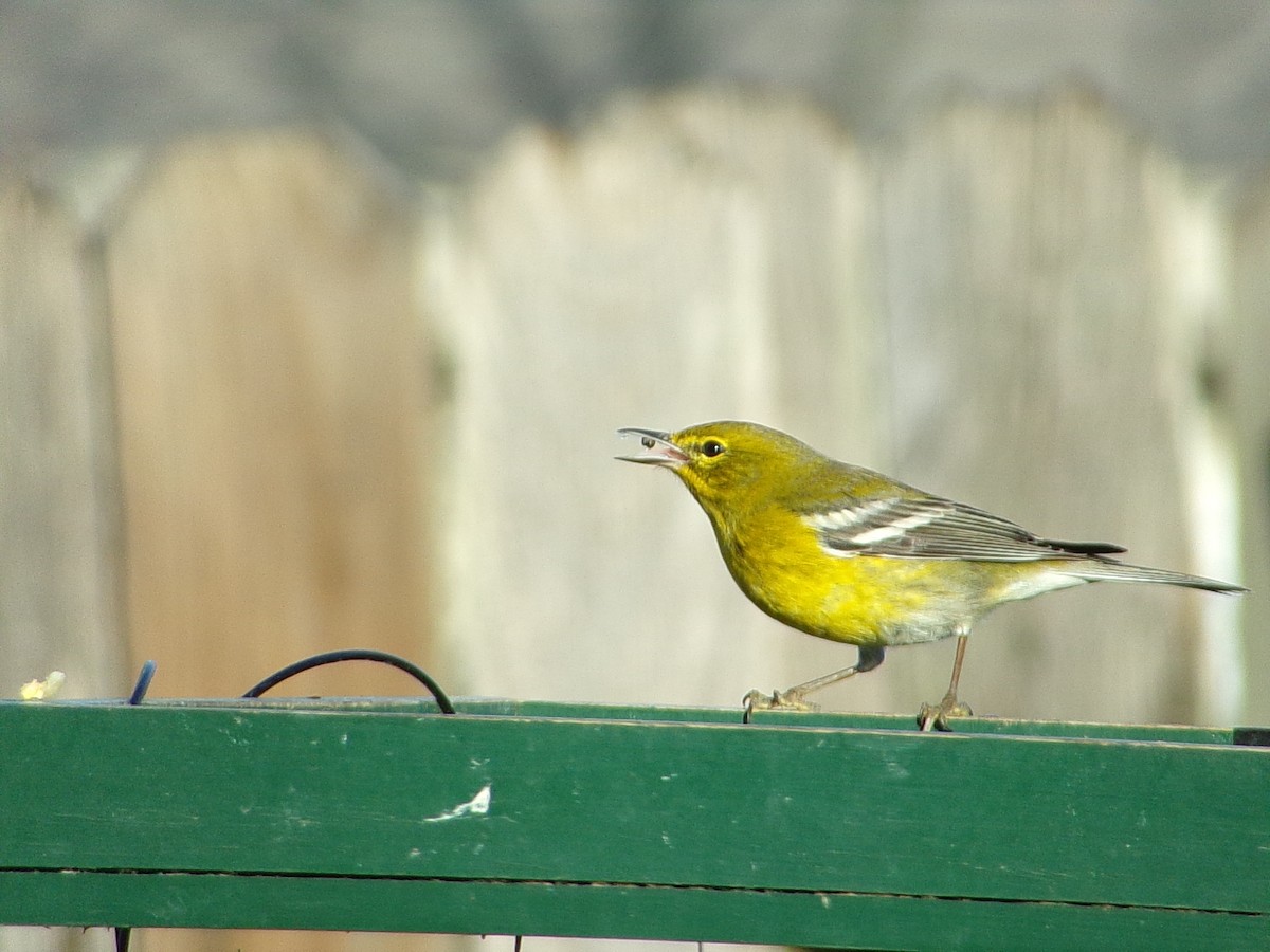 furuparula - ML647513443