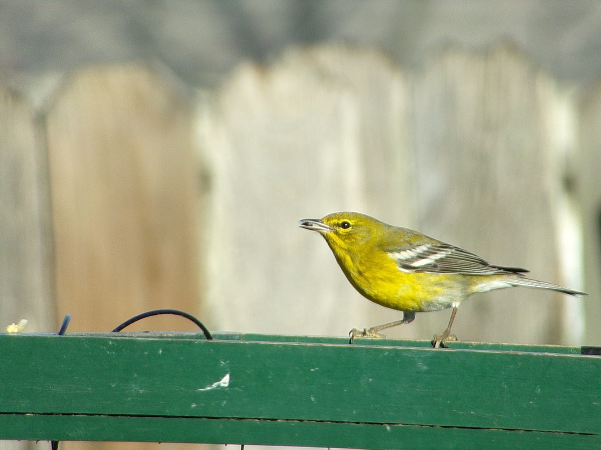 furuparula - ML647513444