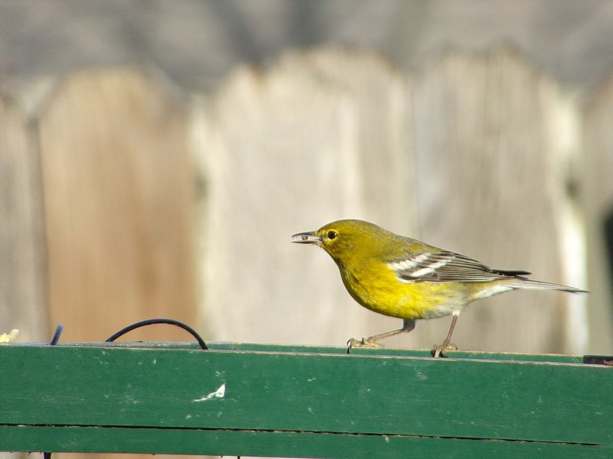 furuparula - ML647513445