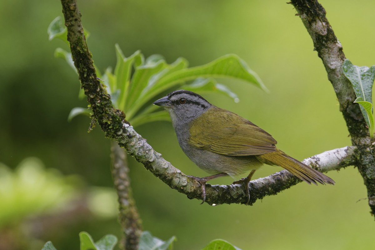 akselerandospurv - ML647513450