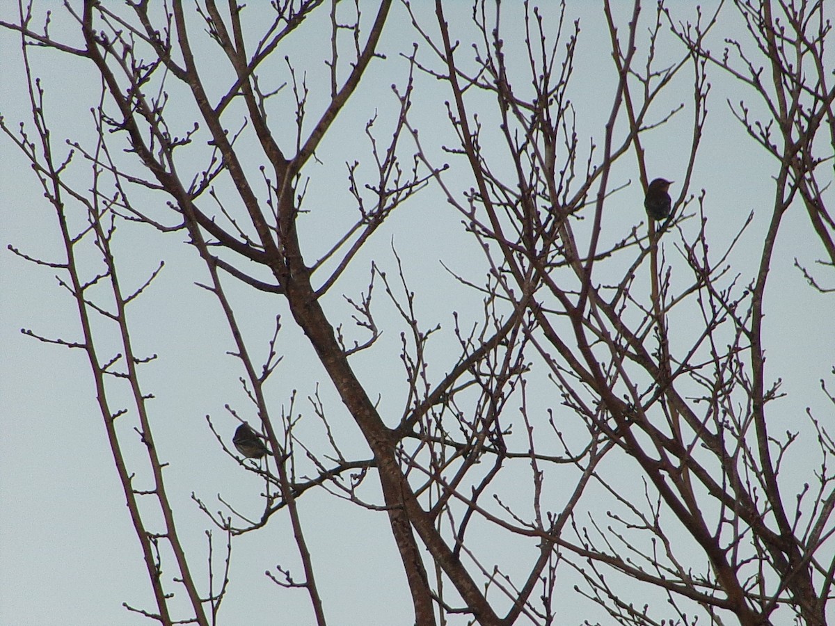 myrteparula (coronata) - ML647513451