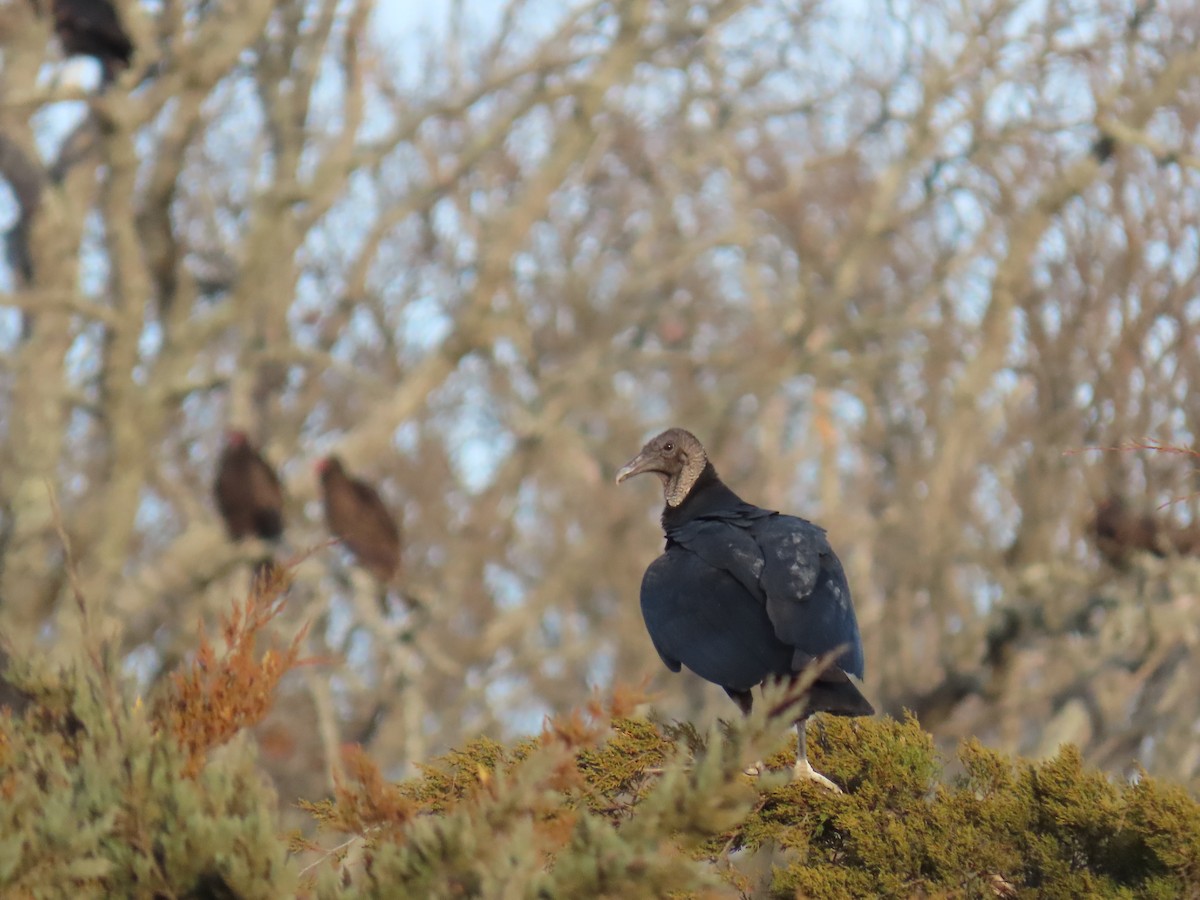 svartkondor - ML647513452