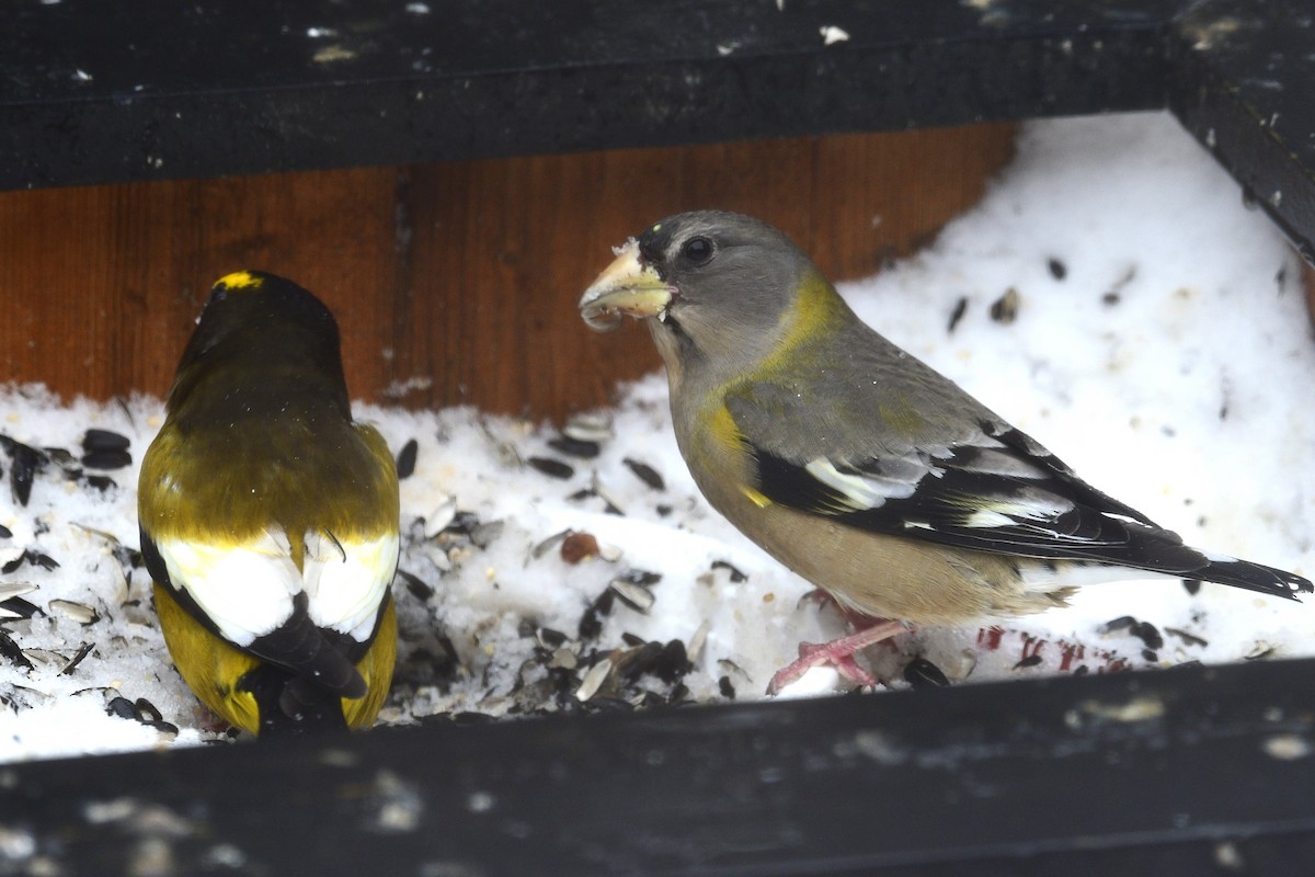 gulbrynkjernebiter - ML647513453