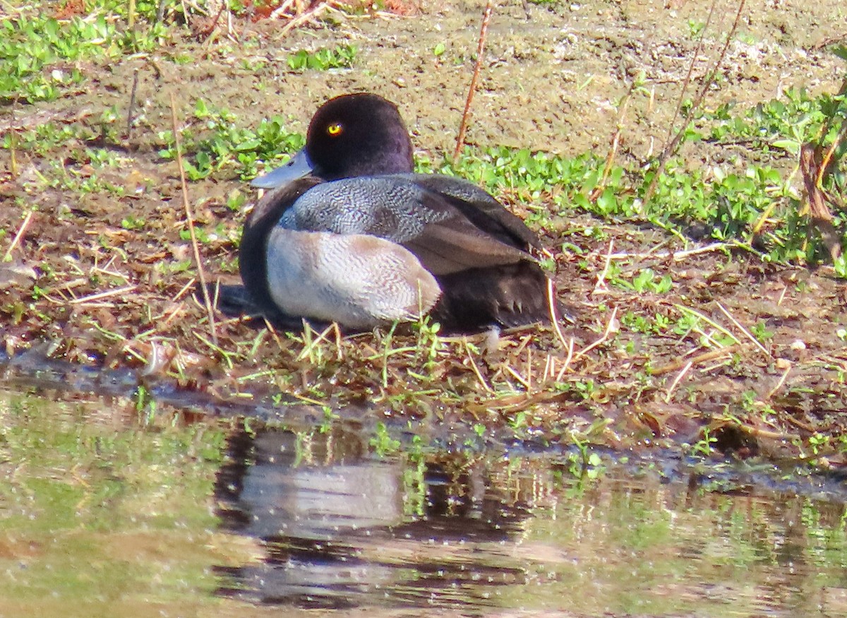 purpurhodeand - ML647513463