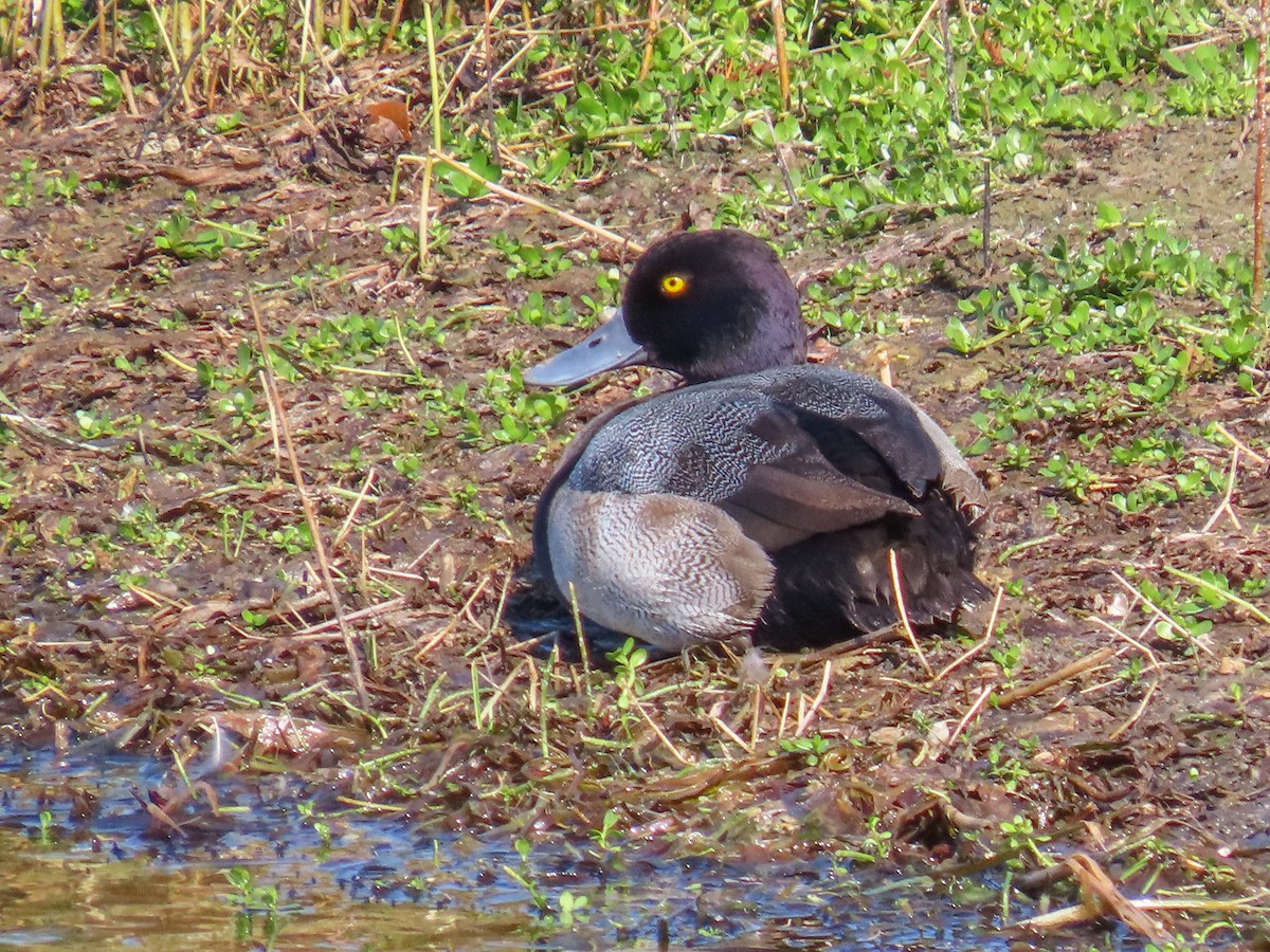 purpurhodeand - ML647513464